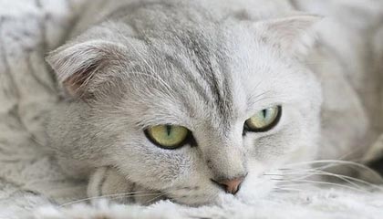 8868体育官网-斯诺克大师赛：吴宜泽战胜肖国栋晋级四强