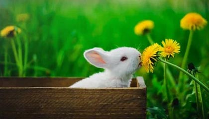 8868体育-黄蜂即将完成股权变更 乔丹套现巨额现金离场